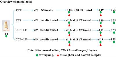 Dietary Lactobacillus fermentum and Lactobacillus paracasei improve the intestinal health of broilers challenged with coccidia and Clostridium perfringens